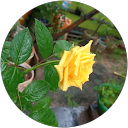 Sudha Dhayalan profile picture